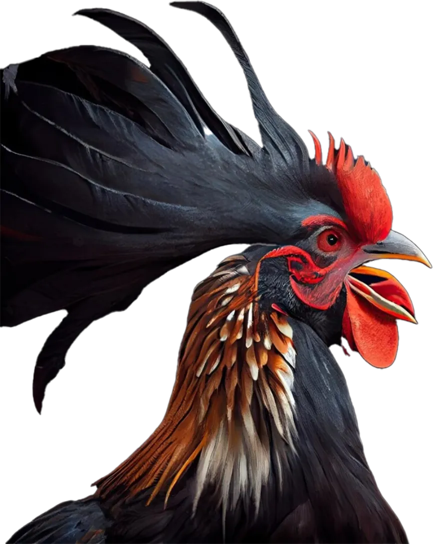 Home chicken